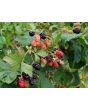 Wild Blackberry Seeds (Certified Organic)