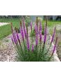 Purple Blazing Star AKA Liatris 