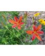 Orange Blackberry Lily