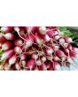 Radish 'French Breakfast'