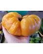Tomato 'Orange Jazz' 