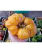 Tomato 'Orange Jazz' 