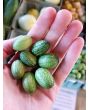 Cucumber 'Mouse Melon' or 'Mexican Sour Gherkin' 