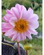 Dahlia, Mixed Colors