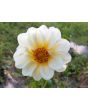 Dahlia, Mixed Colors