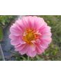 Dahlia, Mixed Colors