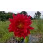 Dahlia, Mixed Colors