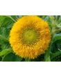 Sunflower 'Teddy Bear'