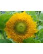 Sunflower 'Teddy Bear'