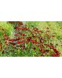Plains Coreopsis 'Dwarf Red' AKA 'Mahogany Midget' 