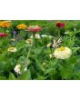 Zinnia 'Candy Cane Mix' 