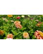 Zinnia 'Candy Cane Mix' 