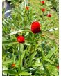 Globe Amaranth ‘Strawberry Fields’