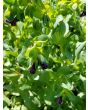Honeywort AKA Blue Shrimp Plant AKA Blue Wax Flower