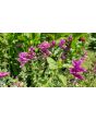 Salvia 'Marble Arch Rose' 