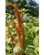 Amaranth 'Hot Biscuits'