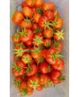 Tomato 'Santorini' 