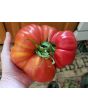 Tomato 'Sicilian Saucer' 