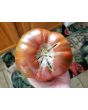 Tomato 'Girl Girl's Weird Thing' 