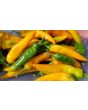 Sweet Pepper ‘Tequila Sunrise' Seeds (Certified Organic)