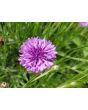 Bachelor's Button 'Polka Dot Mix'