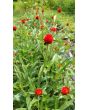 Globe Amaranth ‘Strawberry Fields’