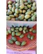 Cucumber 'Mouse Melon' or 'Mexican Sour Gherkin' 