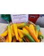 Sweet Pepper ‘Tequila Sunrise' Seeds (Certified Organic)