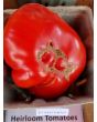 Tomato 'Watermelon'