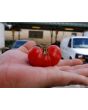 Tomato 'Santorini' 