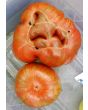 Tomato 'Girl Girl's Weird Thing' 