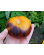 Tomato 'Ananas Bleue'