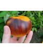 Tomato 'Ananas Bleue'