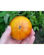 Tomato 'Ananas Bleue'