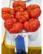 Tomato 'Sicilian Saucer' 