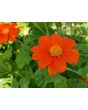 Mexican Sunflower 'Red and Orange Torch Mix' Seeds (Certified Organic)