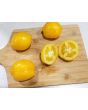 Tomato 'Plum Lemon' 