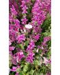 Salvia 'Marble Arch Rose' 