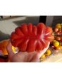 Tomato 'Pink Accordion'