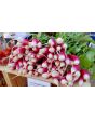 Radish 'French Breakfast'