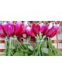 Radish 'French Breakfast'