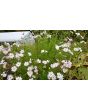 White Cosmos