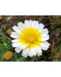 Tricolor Daisy Mixed Color