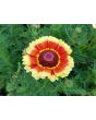 Tricolor Daisy Mixed Color