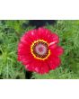 Tricolor Daisy Mixed Color