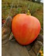 Tomato 'Dobrynya Nikitich' Seeds