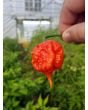 Hot Pepper ‘Carolina Reaper' 