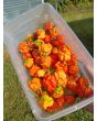 Hot Pepper ‘Carolina Reaper' 