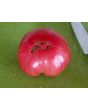 Tomato 'Purple Dog Creek' 