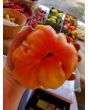 Tomato 'Northern Lights'